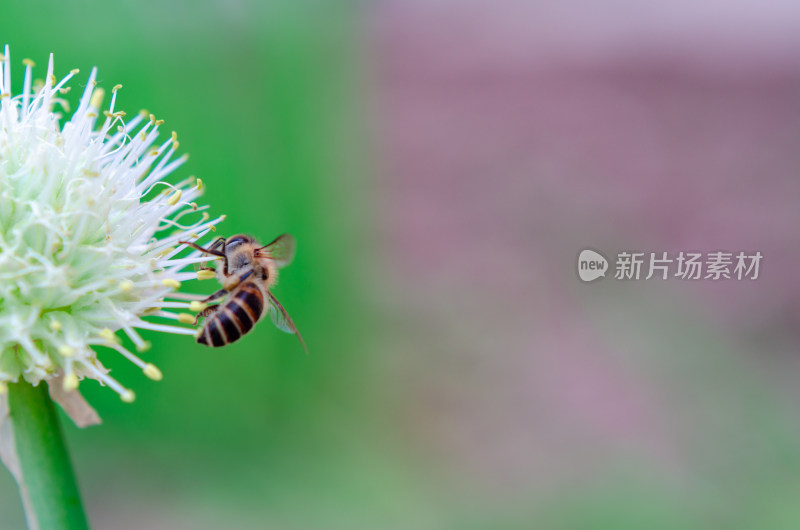 菜园中葱花葱头和蜜蜂特写