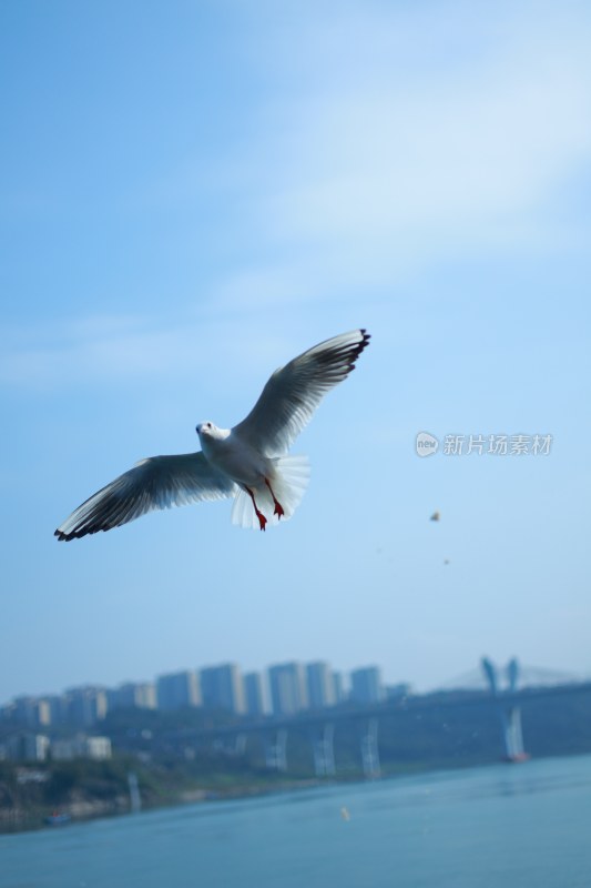 飞翔的海鸥场景