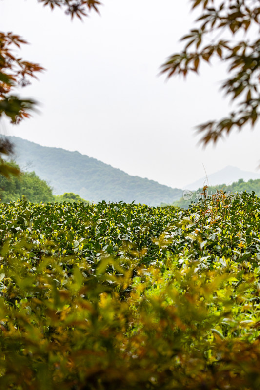 雨中的西湖龙井茶园自然风光