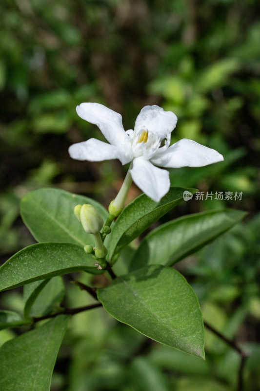 白色小花（锡兰水梅）