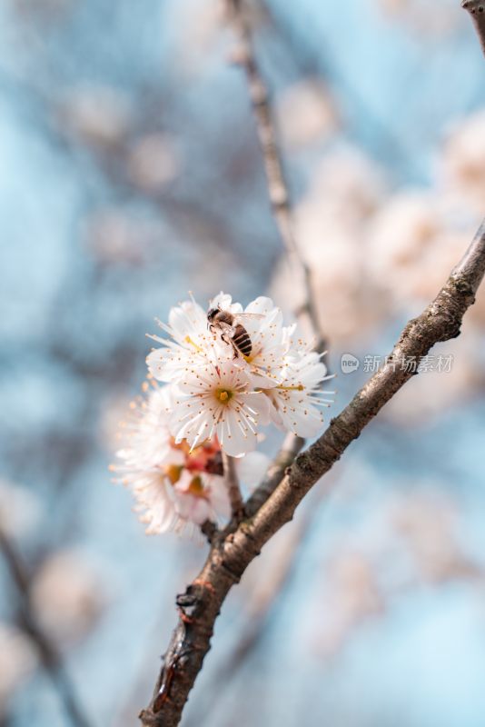 春季盛开的樱花