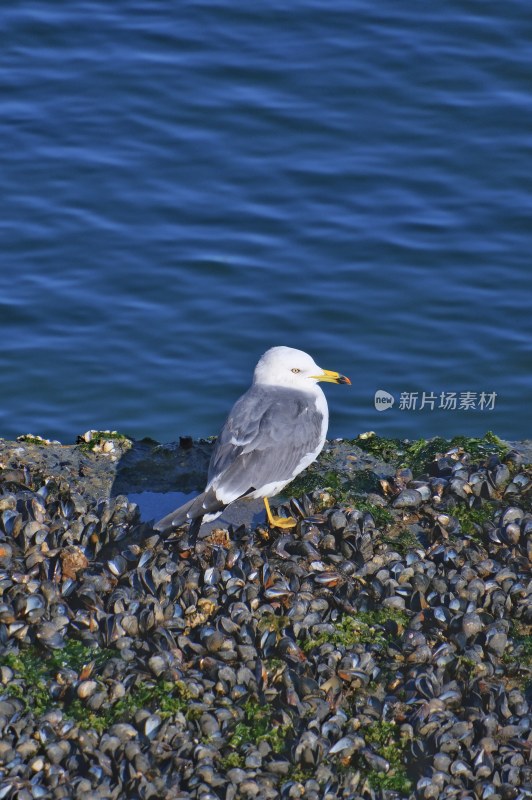 大连海滨 海鸥