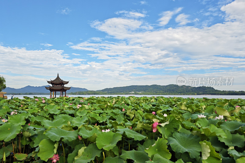 夏季的杭州西湖