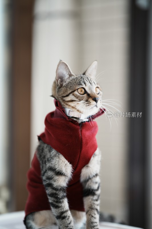 家里穿的衣服的小奶猫