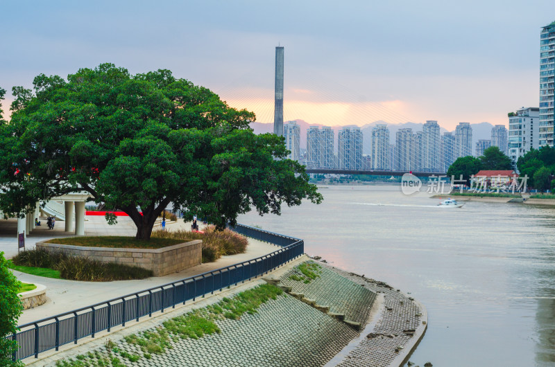 福州闽江沿岸的大榕树