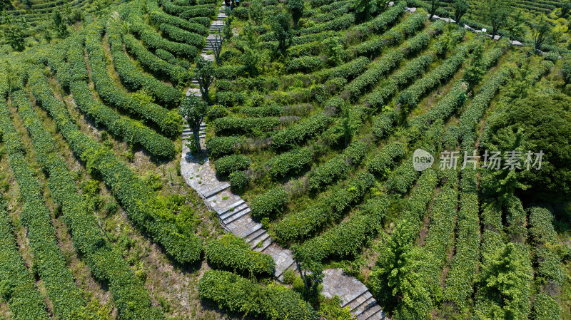 茶叶茶山茶艺茶园采茶茶红茶绿茶春茶茶叶茶