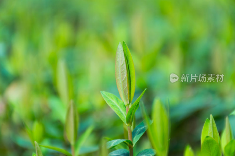 春天万物复苏植物发芽