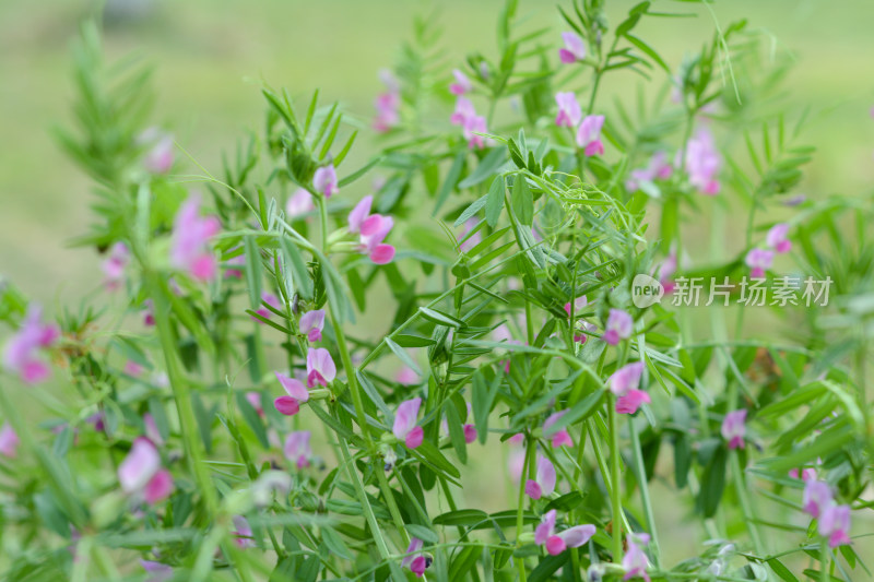 春天阳光野豌豆花