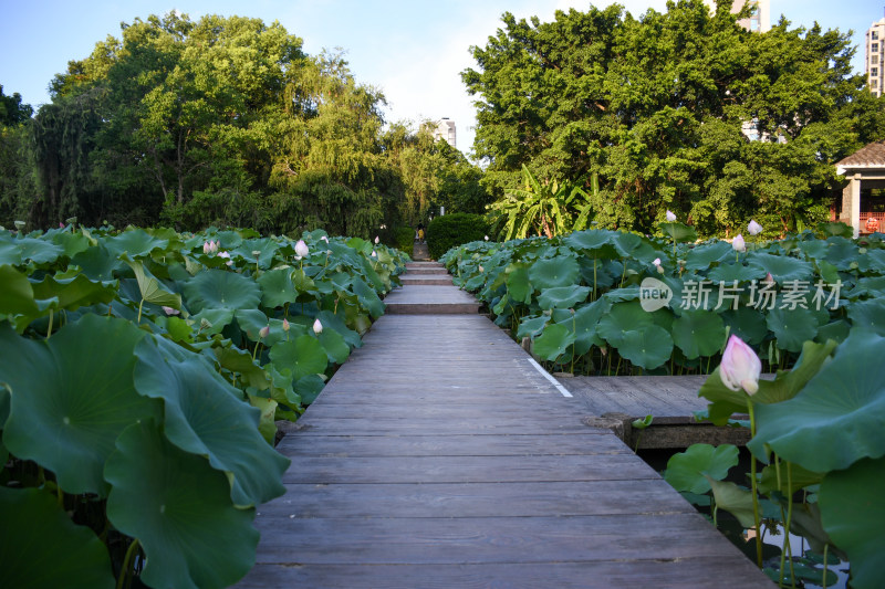 夏日的福州金山公园荷花