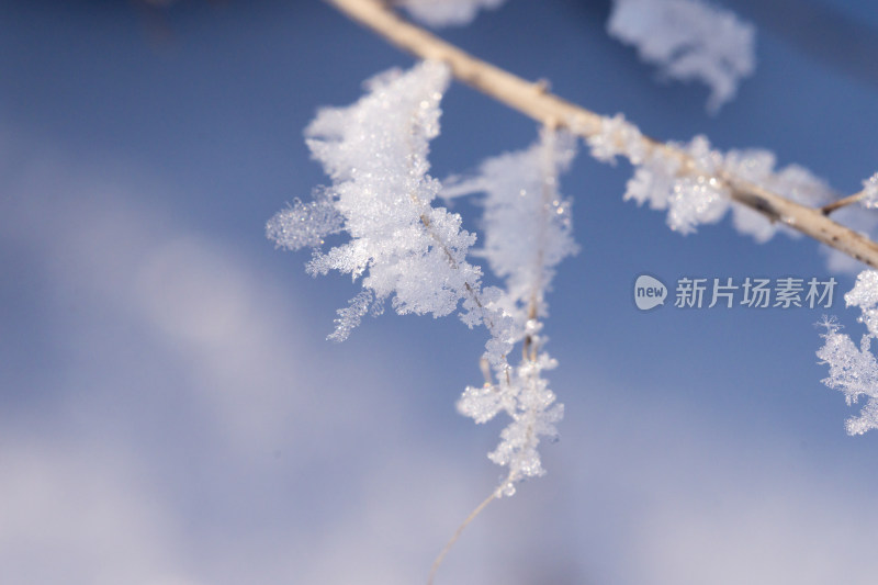 冬天雾凇雪花特写