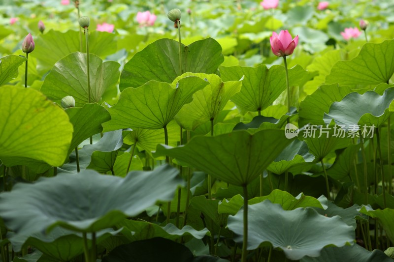 荷花莲花莲池荷花