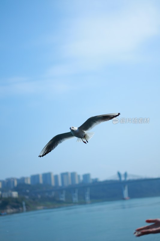 飞翔的海鸥场景