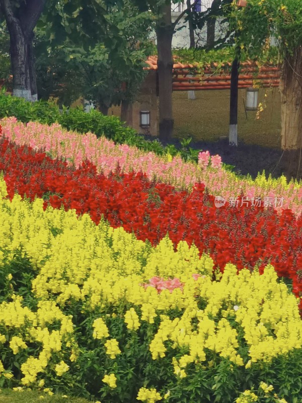 佛山市千灯湖公园金鱼草花海