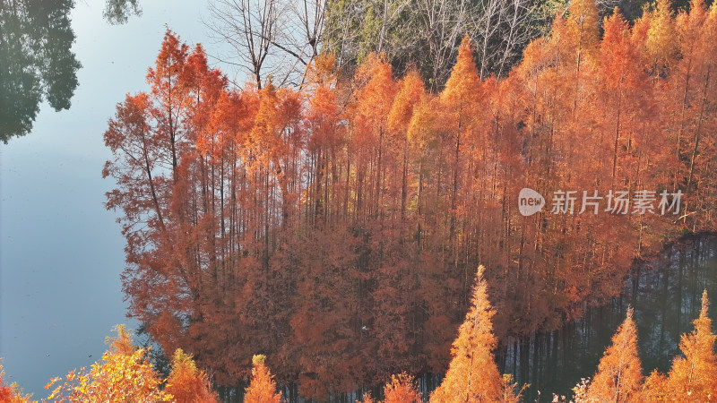 水上秋景 色彩斑斓的红杉林俯瞰图