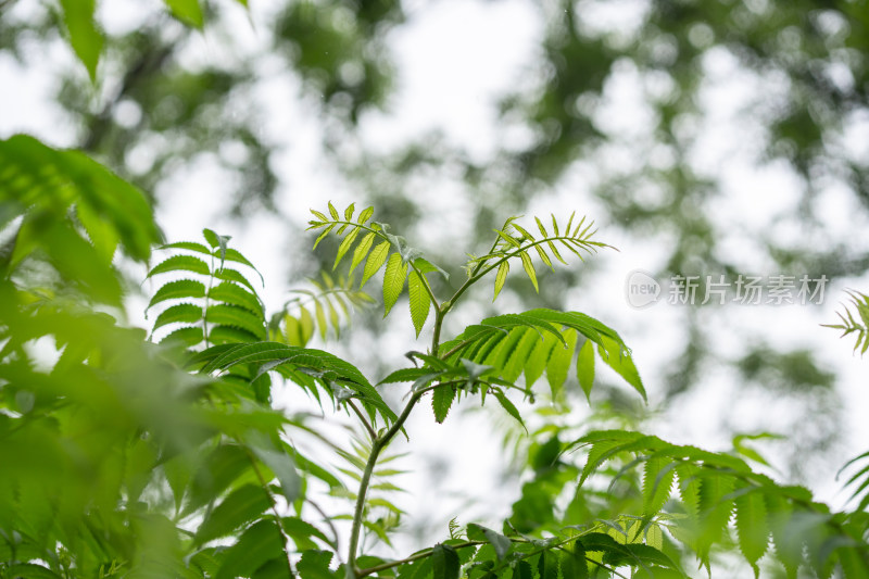 雨中叶子特写