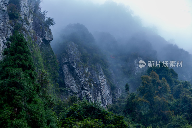 云雾缭绕的高山森林