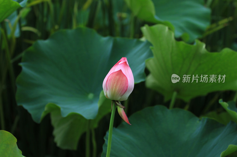 含苞待放的荷花花骨朵