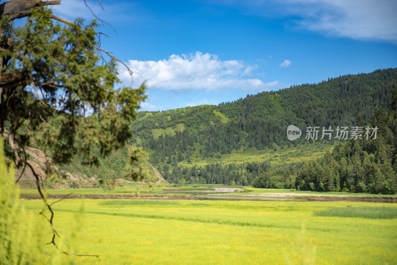 河边的芦苇