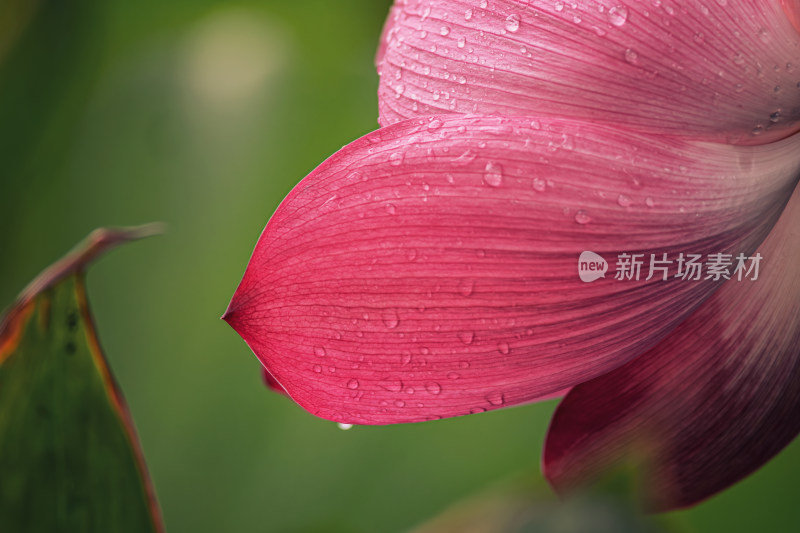 荷花花瓣上的水珠