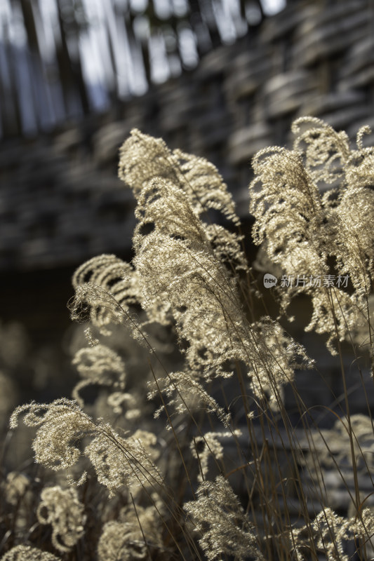 阳光下的芦苇特写