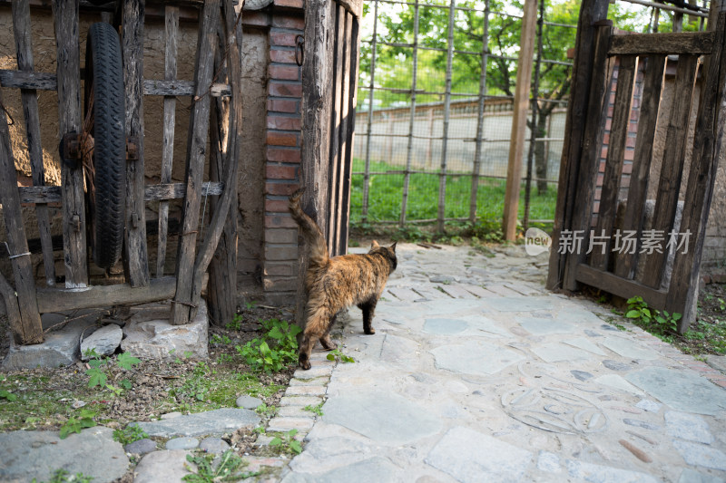 农家院的猫玳瑁猫