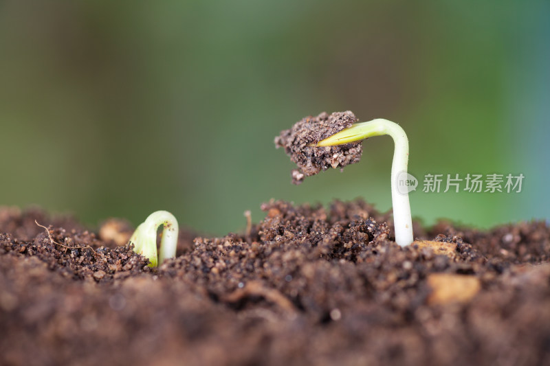 春天土壤里刚刚冒出的新芽