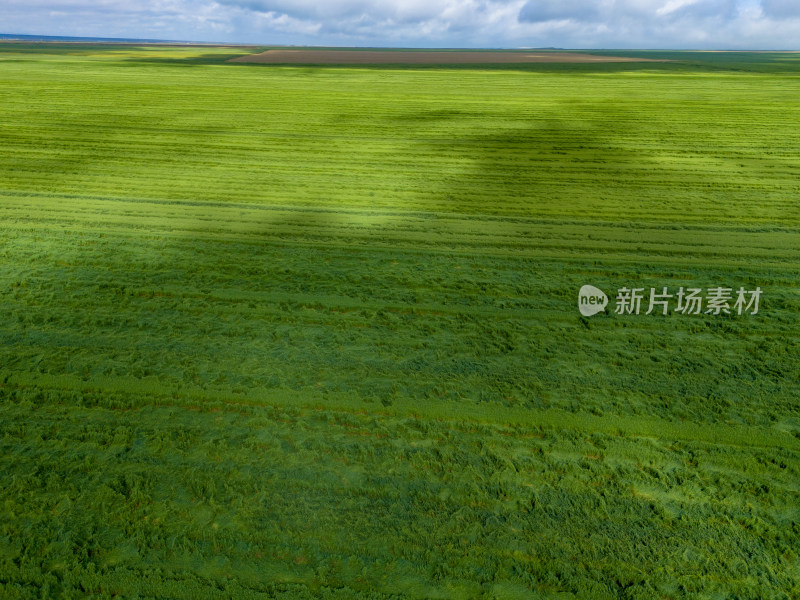 绿色草原蓝天白云航拍图