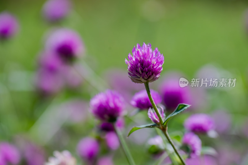 花坛中，盛开的千日红特写