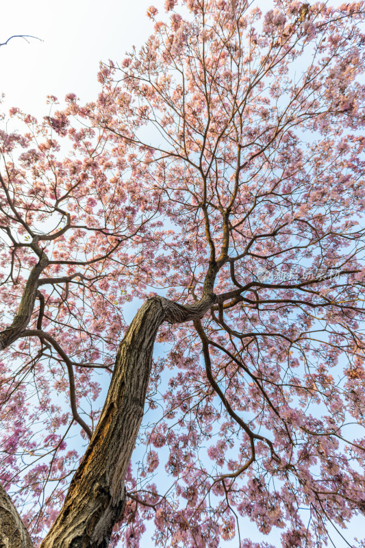 紫花风铃木