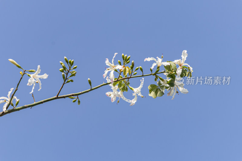 白色异木棉花