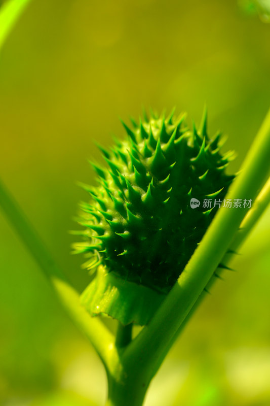 带刺绿色植物果实特写曼陀罗