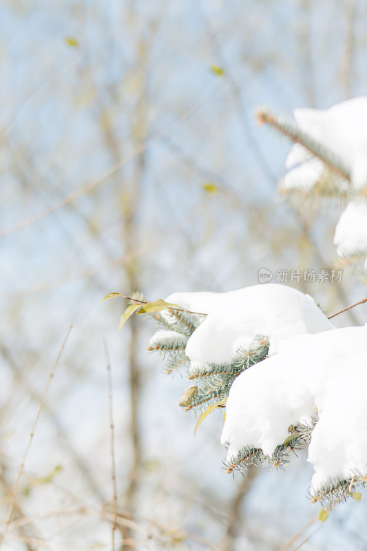 冬季户外白雪清新图片