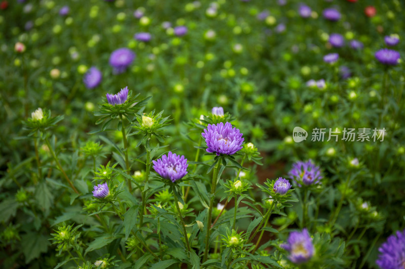 景区公园鲜花盛开蝴蝶自来图片素材