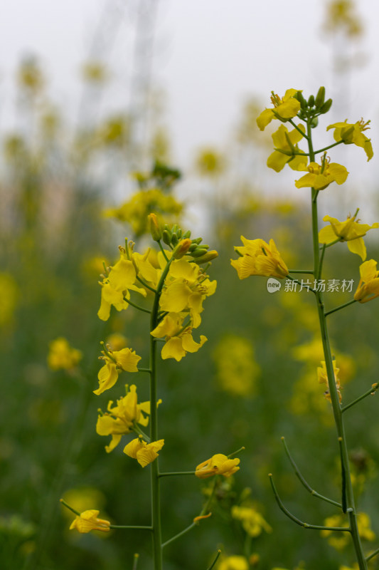 杭州萧山城市旁盛开的油菜花田