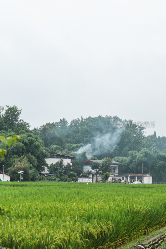 碧绿稻田田园风光