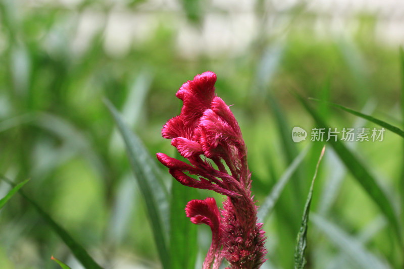 玫红色的鸡冠花特写