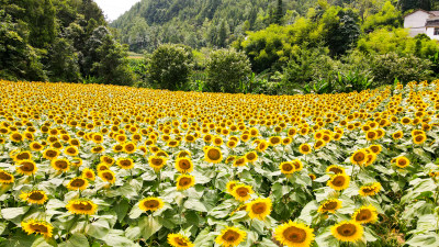 美丽田野田园太阳花葵花花朵向日葵航拍