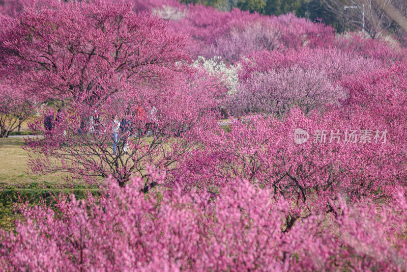 花开海上梅花节