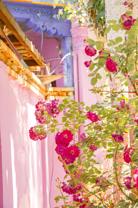 伊犁街道上的蔷薇月季
