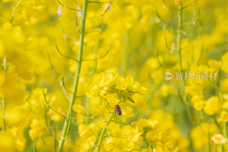 油菜花上采蜜蜜蜂特写镜头