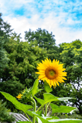 上海植物园向日葵花开自然景观