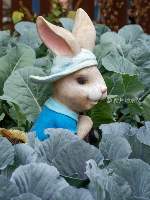 菜地里的小兔子