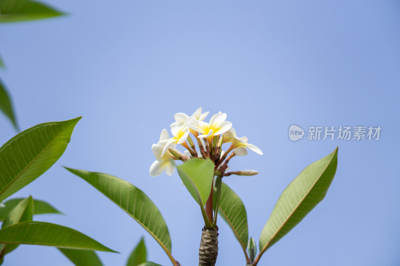 蓝天下的鸡蛋花