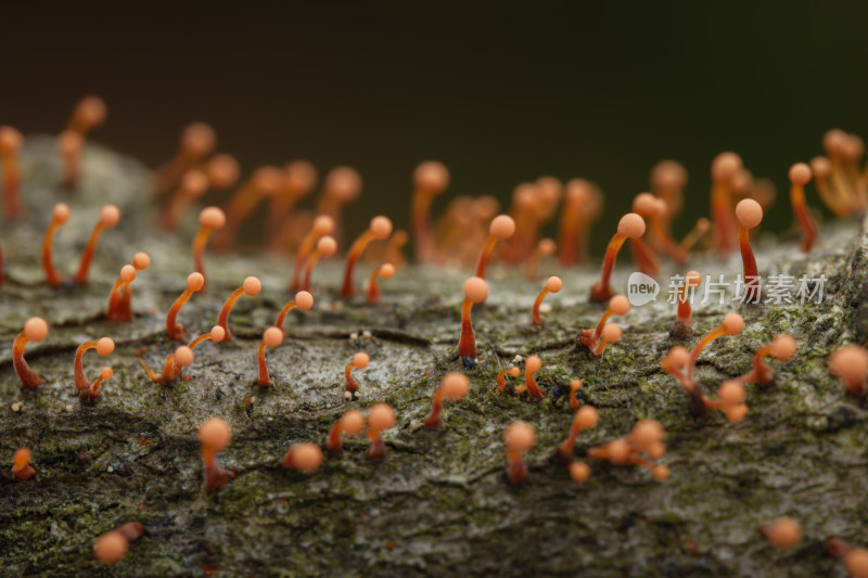 杭州余杭鸬鸟山树枝上的黏菌