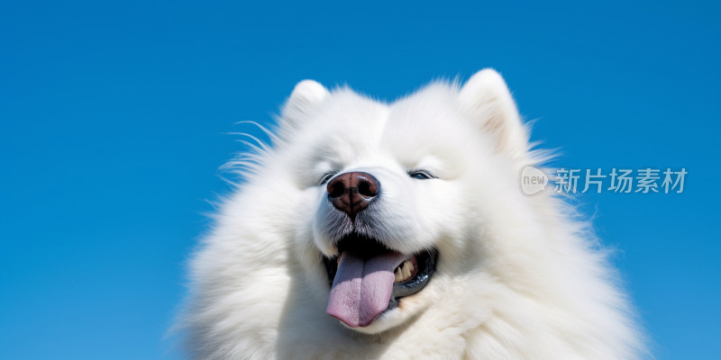 蓝天下开心的萨摩耶犬特写