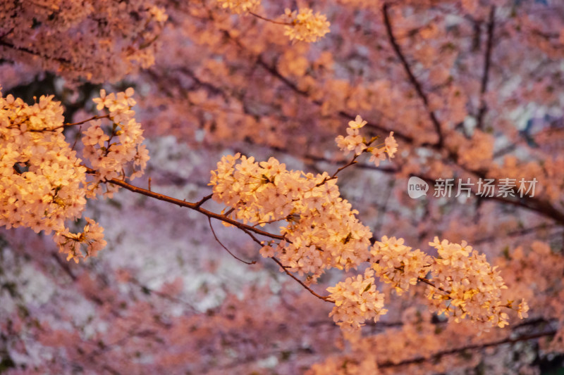 湖南常德府坪街春季樱花街道夜景