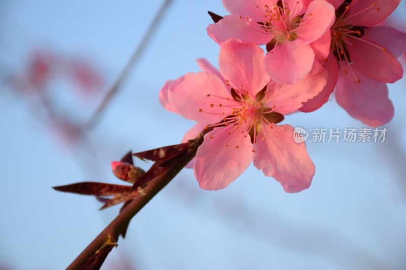 特写粉色桃花花朵