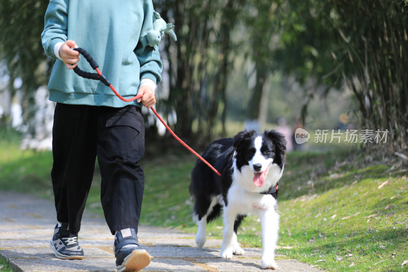 一个人在公园里牵着狗散步