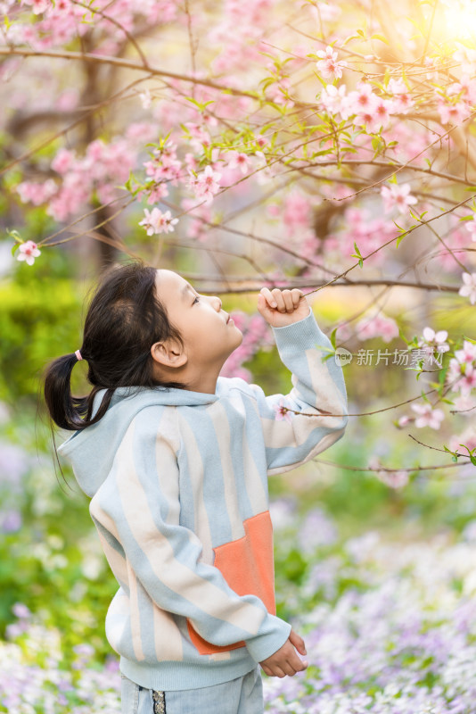 春天正在欣赏榆叶梅的中国女孩