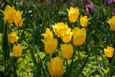 春日黄色郁金香花海